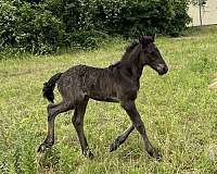 black-grey-andalusian-friesian-for-sale