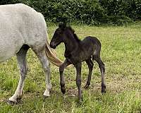 black-grey-andalusian-friesian-horse