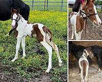 babies-spotted-saddle-pony