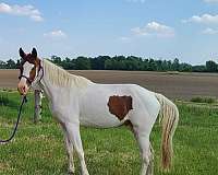 15-hand-kentucky-mountain-gelding