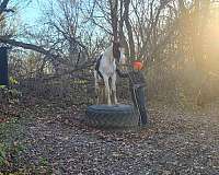 15-hand-kentucky-mountain-horse