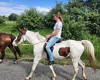 kentucky-mountain-horse-for-sale