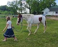 kentucky-mountain-horse