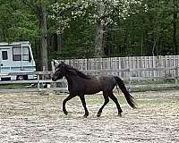 black-arabian-horse