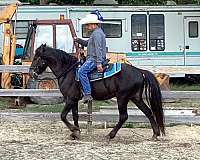 western-arabian-horse