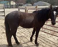 western-riding-arabian-horse