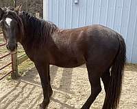 black-arabian-gelding