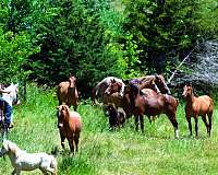 palomino-see-pics-horse