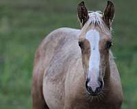 dun-aqha-gelding-stallion