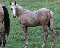 red-dun-aqha-gelding-stallion