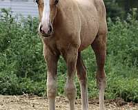 white-aqha-gelding-stallion