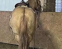 red-dun-gelding-stallion