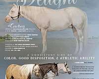 white-gelding-stallion