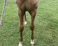 quarter-horse-for-sale