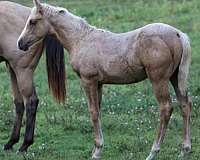 quarter-horse