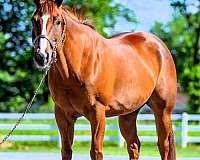 family-quarter-horse