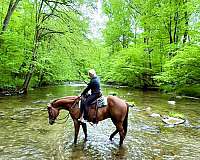 husband-safe-quarter-horse