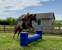 eventing-quarter-horse