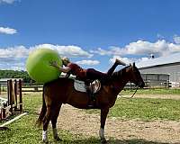 dressage-quarter-horse