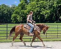 athletic-quarter-horse