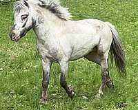 bay-appaloosa-few-spot-horse