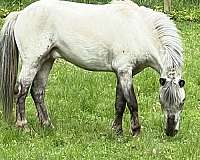 bay-appaloosa-few-spot