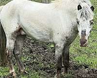 breeding-miniature-horse