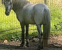 price-reduced-miniature-horse