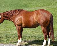 chestnut-white-horse