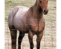 quarter-horse-gelding