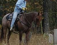 quarter-horse-for-sale