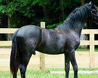 flashy-halter-friesian-horse