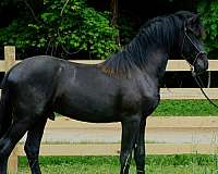 black-friesian-colt