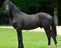 black-flashy-halter-horse