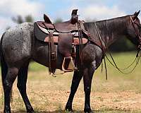 blue-roan-star-horse