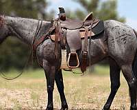 blue-roan-quarter-horse