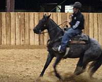 reined-cowhorse-quarter-horse