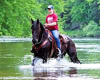 percheron-friesian-pony