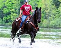 harness-friesian-pony