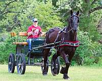 wester-friesian-pony