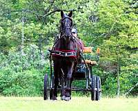 flashy-friesian-pony