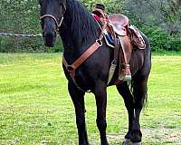 trail-friesian-pony