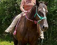 driving-percheron-horse