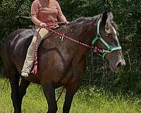 draft-percheron-horse