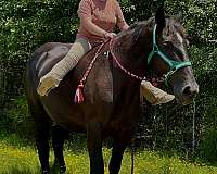 english-pleasure-percheron-horse