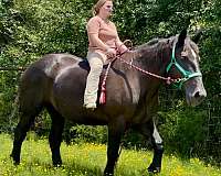 harness-percheron-horse