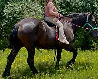 kid-safe-percheron-horse