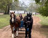 pack-percheron-horse