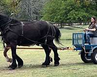 lesson-percheron-horse