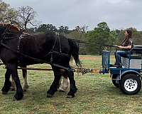 mounted-patrol-percheron-horse